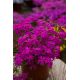 Floks szydlasty 'Spring Hot Pink'